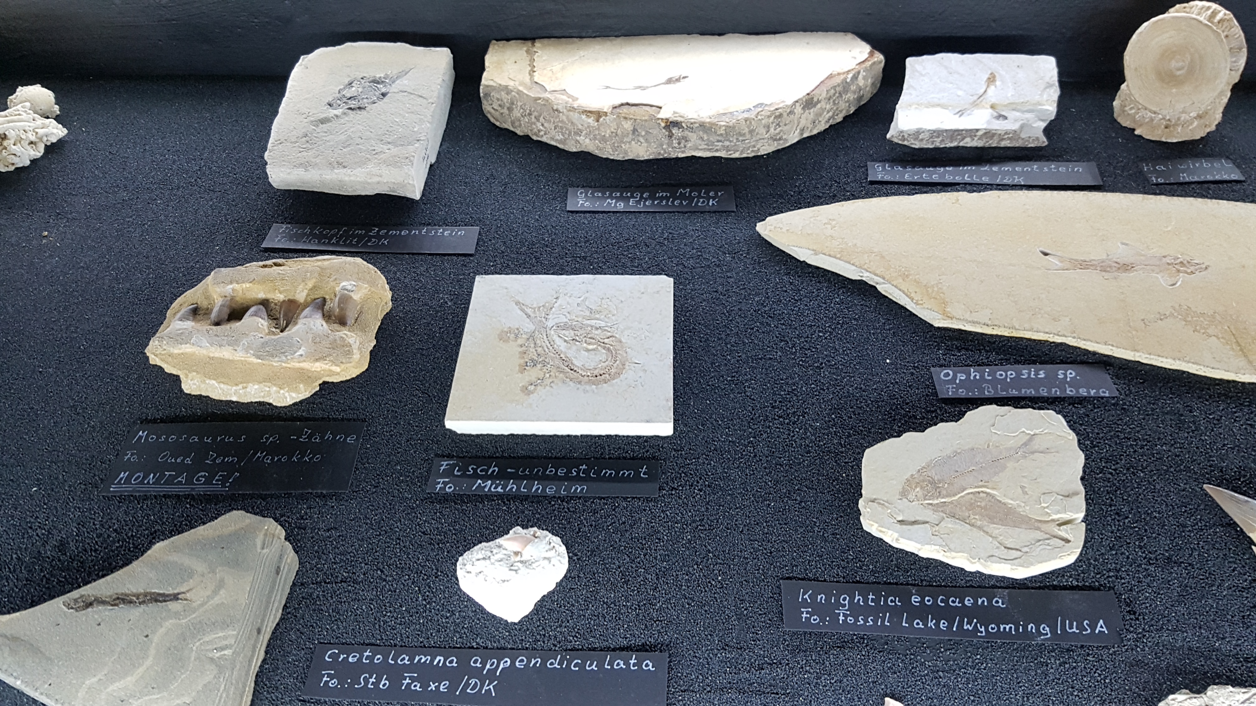 ein Teil der Fossilienausstellung